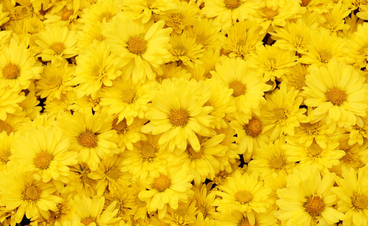 Regalan Flores Amarillas Download
